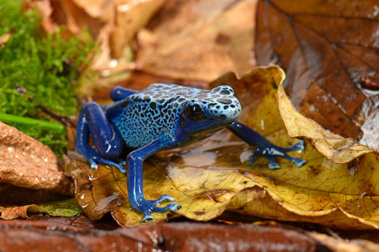 Blue Poison Dart Frog Images – Browse 3,969 Stock Photos, Vectors