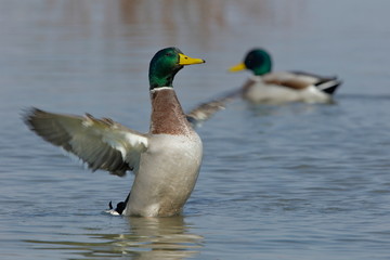 Mallard duck