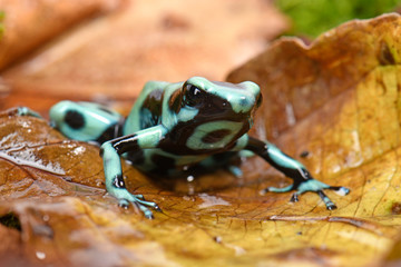 Goldbaumsteiger aus Costa Rica (Dendrobates auratus) Cahuita / Green and black poison dart frog