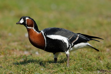 Red-breasted goose on the grass 