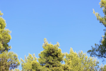 Mediterranean pine trees against clear blue sky horizontal background