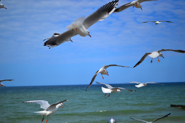 seagull in flight
