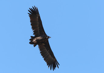 Cinereous Vulture Adult Flying