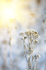 Hoarfrost on dry grass, natural winter background.