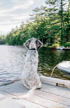 Dog looking out over the water