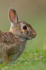 Cottontail portrait with green bokeh 