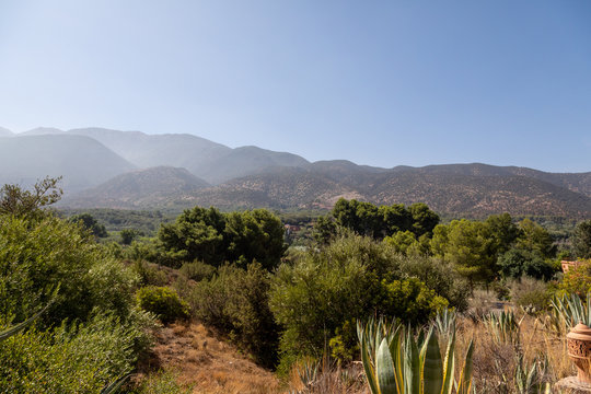 Lush greenery with mountains in the background