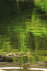 水草