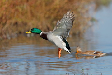 Mallard duck flying 