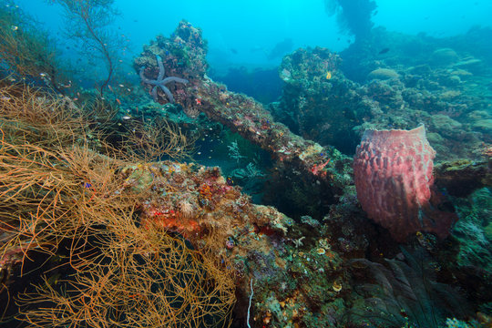 Colorful coral reef and sea life on the USAT Liberty wreck in Tulamben, Bali