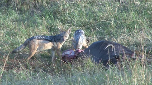 Two black backed jackals feed together.