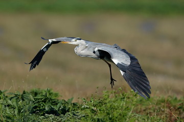 grey heron flying with blurred background 