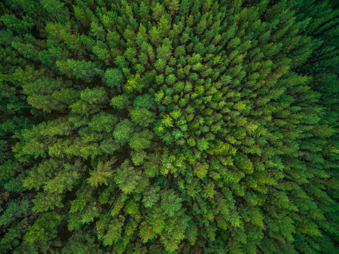 Aerial view of green treetops