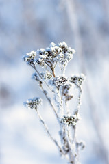 Hoarfrost on dry grass, natural winter background.