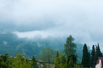 Forested mountain slope in low lying cloud with the evergreen co