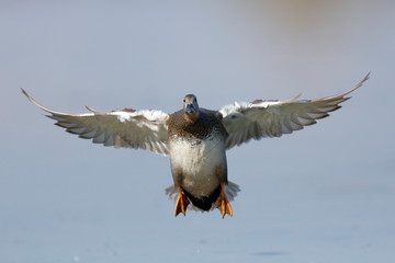 Mallard duck in flight on front landing
