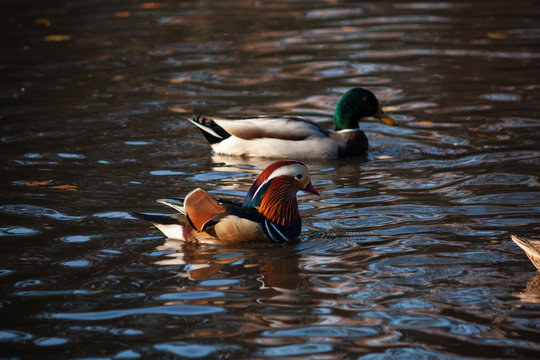 Mandarin Duck In NYC 5