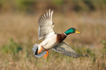 mallard ducks flying