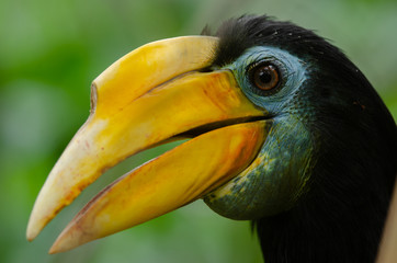Wrinkled Hornbill