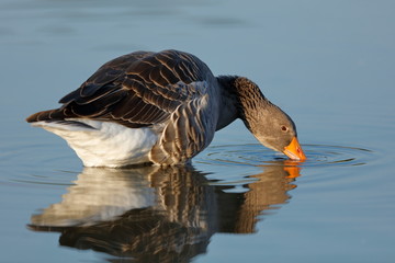 Common Goose well reflected on the water with rich colors 