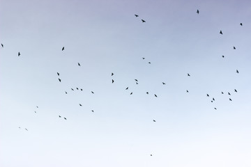 oiseaux dans le ciel
