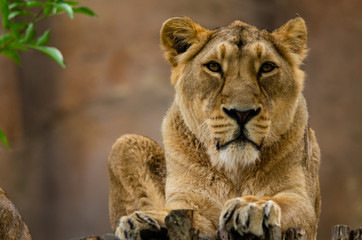 Obraz na płótnie Canvas Asiatic Lion