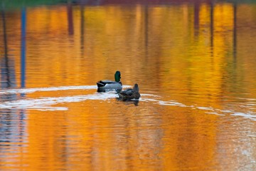  Mallard ducks on autumn pod 