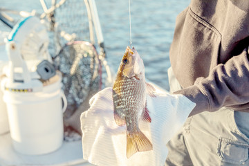 Fresh catch fish, mangrove snapper