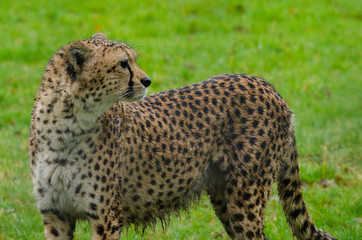 Cheetah