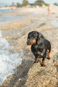 Dachshund At The Beach