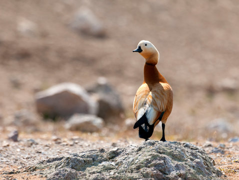 Ruddy Shellduck
