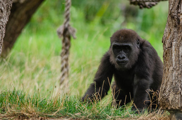 Baby western lowland gorilla