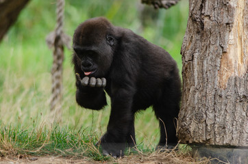 Baby western lowland gorilla