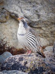 Close up view of  chukar partridge (Alectoris chukar) standing on the rock.  Sagarmatha (Everest) National Park, Birds of Nepal.