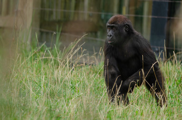 Baby western lowland gorilla