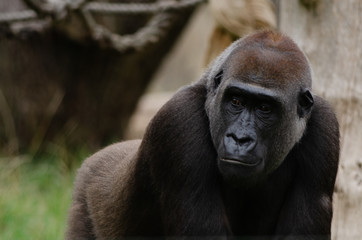 Western Lowland Gorilla