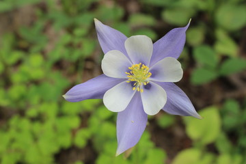 A Columbine Flower