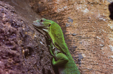 Emerald Tree Monitor