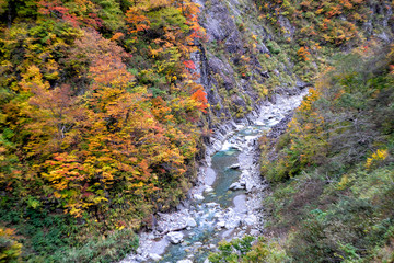白山白川郷ホワイトロードの紅葉