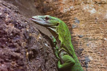 Emerald Tree Monitor