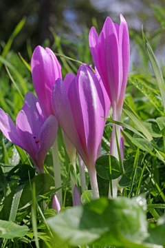 fiori di colchico o falso zafferano (Colchicum autumnale)