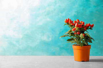 Potted chili pepper plant on table. Space for text
