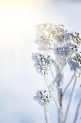 Hoarfrost on dry grass, natural winter background.