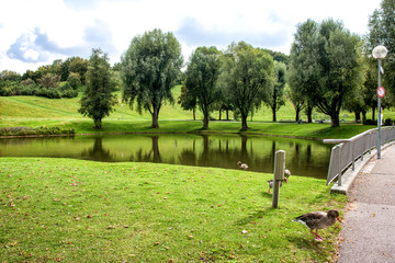 Green lawn and trees at river with ducks under blue cloudy sky.