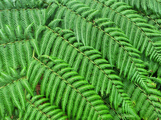Detail From Tropical Ferns