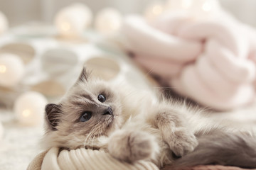 Portrait of cute cat with knitted blanket at home. Warm and cozy winter