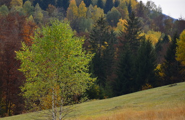 autumn in the park