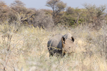 White rhino in Namibia