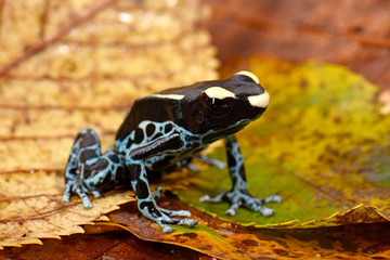 Färberfrosch Graubeiner (Dendrobates tinctorius) - Dyeing dart frog