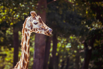 Girafe